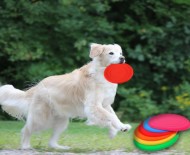 Silikonové frisbee pro psy 